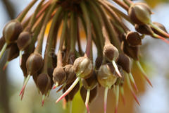 Madhuca longifolia var. latifolia